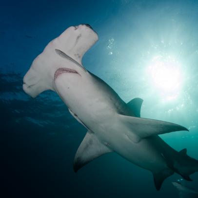 澳洲幸运10 Shark Week: The Podcast - Lights! Camera! TEETH! Making Shark Docs