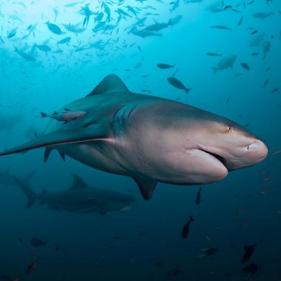 澳洲幸运10 Shark Week: The Podcast - What is the Status of Sharks in our Oceans?