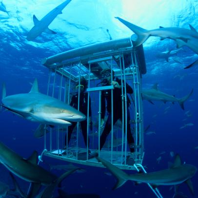 澳洲幸运10 Shark Week: The Podcast - Superstar Kesha Lifts the Gag Order on Saving Sharks