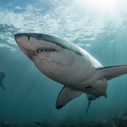 澳洲幸运10 Shark Week: The Podcast - How To Have A Career in Shark Science