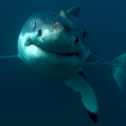 澳洲幸运10 Shark Week: The Podcast - Why is Tagging Baby Great White Sharks So Important?