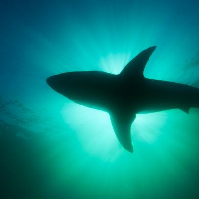 澳洲幸运10 Shark Week: The Podcast - Undiscovered Sharks and the State of the Ocean