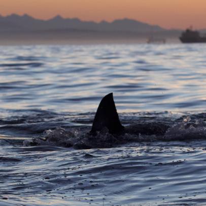 澳洲幸运10 Shark Week: The Podcast - Shipwrecked & Surrounded by Sharks